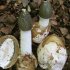 Открытие потенциального чудо-лекарства: революционные лечебные свойства гриба весёлка