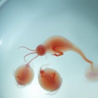 Криоконсервация эмбрионов: волшебство заморозки жизни и шанс на будущее