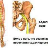 Бобры: архитекторы дикой природы и их удивительный мир