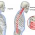 Нильский крокодил: Вес, размер и его уникальная динамика