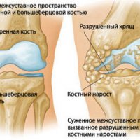 Скорпион Андроктонус: Ужасающий, но Очаровательный «Царь Пустыни»