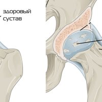 Полярная сова: Великан среди пернатых