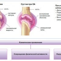 Познакомьтесь с Грамостолой Ауреостриатой: Красивая Паука с Экзотическим Очарованием