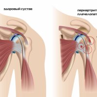 Тупорылый крокодил: удивительное создание с уникальным характером