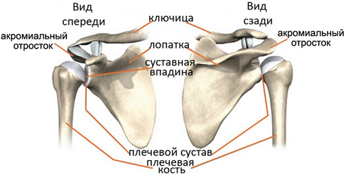 Строение плечевого сустава