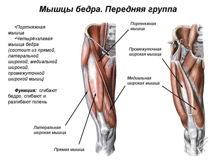 Передние мышцы таза
