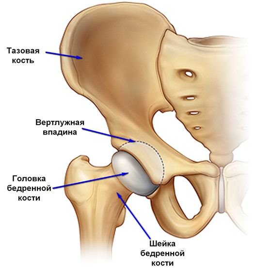 Изображение - Показать тазобедренный сустав на скелете человека tazobedrennyj-sustav1