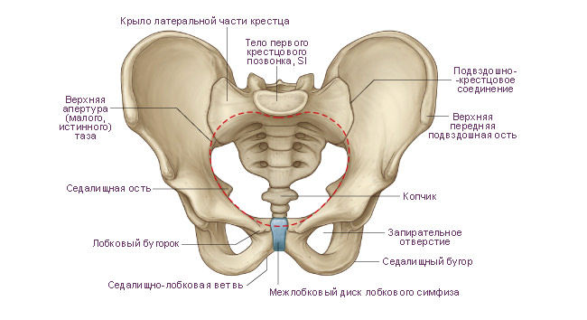 Структура тазовой кости